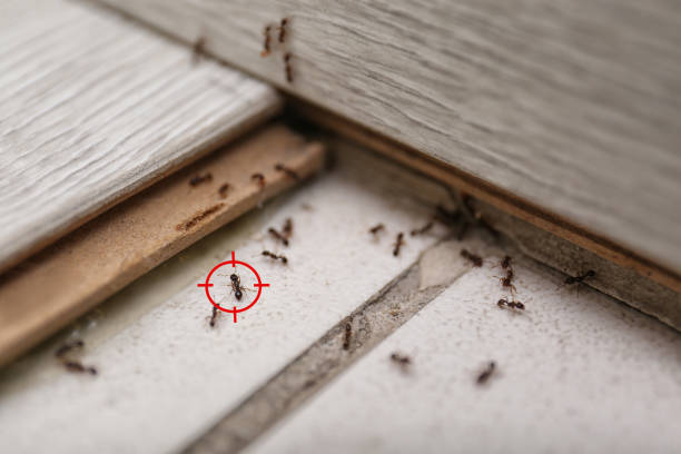 Best Bed Bug Extermination  in Lowell, NC